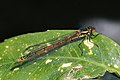 Large red damselfly