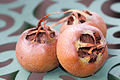 Common medlar (Mespilus germanica)