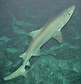 Smalltooth sand tiger shark (Odontaspis ferox)