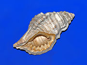 Fossil shell of Cymatium affine from Pliocene of Italy