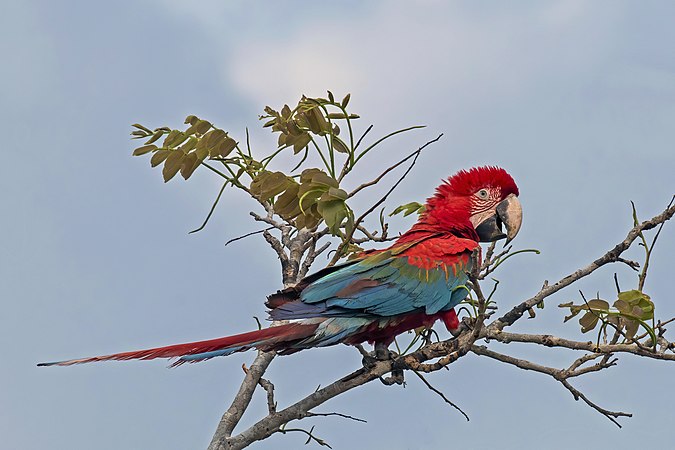 图为幼年的红绿金刚鹦鹉（Ara chloropterus），摄于巴西潘塔纳尔湿地的黑河河谷附近。