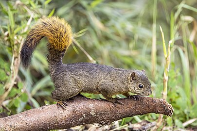 Red-tailed squirrel Sciurus granatensis chrysuros ♂ Colombia