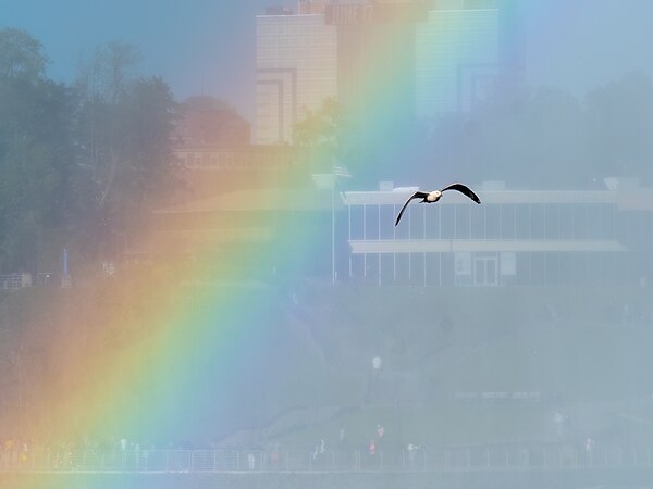 图为尼亚加拉河上的环嘴鸥和彩虹。