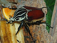 Goliathus goliatus male, at the Montreal Insectarium