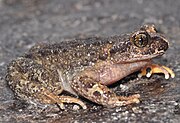 Image of Sikkim Lazy Toad