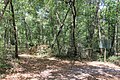 The site of Fort Peyton is now overgrown with thick vegetation and woods (photographed May 31, 2020).