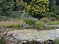 San Francisco Botanical Garden pond