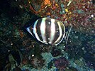 六帶圓蝶魚 Tilodon sexfasciatus