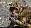 Monkey at Saka Tunggal Mosque