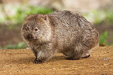 Common wombat (Vombatus ursinus)