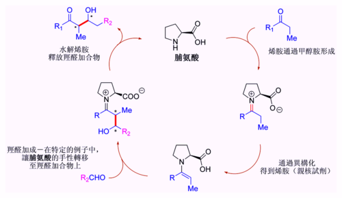 假定的脯氨酸催化的羥醛反應機理