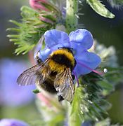 Bombus hortorum