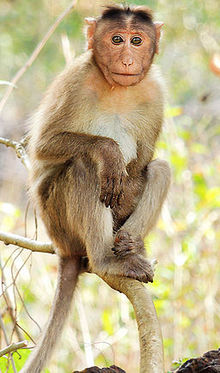 冠毛猕猴（英语：Bonnet macaque）