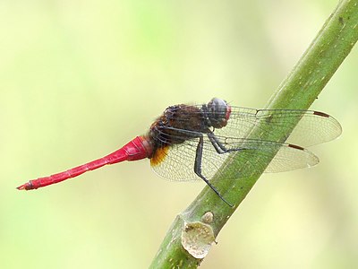 Orthetrum chrysis male