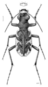 N. parryi, adult (labrum and habitus)