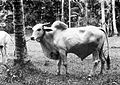 Ongole Bull, India