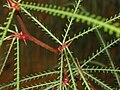 Thorns on Parkinsonia aculeata