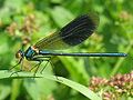 Banded Demoiselle, mannetje (Calopteryx splendens)