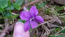 Dog violet flower
