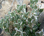 Draba jaegeri (variety of whitlow-grass in seed)