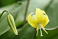 Bud and flower