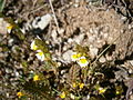 Euphrasia minima