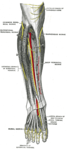 Deep nerves of the front of the leg