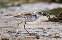Greater Sand Plover (possibly winter plumage) (featured image on German Wikipedia)