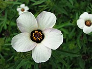 野西瓜苗 Hibiscus trionum