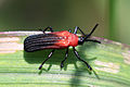 Leaf beetle Chalepus sanguinicollis, Grand Cayman