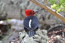 Magellanic woodpecker