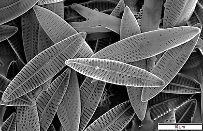 diatoms