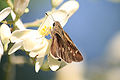 A skipper on a flower of the moringa.