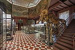 Hall of comparative anatomy, with a skeleton of an Asian elephant at the right