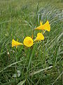 Narcissus bulbocodium