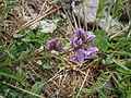 Oxytropis lapponica