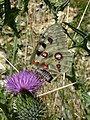 Female Apollo with sphragis or mating plug