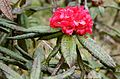 Image 17Maha rath mala (Rhododendron arboreum ssp. zeylanicum) is a rare sub-species of Rhododendron arboreum found in Central Highlands of Sri Lanka. (from Sri Lanka)