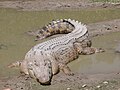 The saltwater crocodile is the largest of all living reptiles