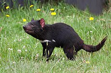 Tasmanian devil (Sarcophilus harrisii)