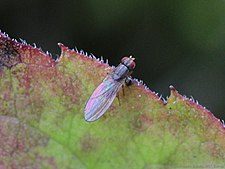 Scaptomyza pallida