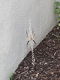 Argiope in Goose Creek, SC.