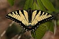 Image 28A tiger swallowtail butterfly (Papilio glaucus) in Shawnee National Forest. Photo credit: Daniel Schwen (from Portal:Illinois/Selected picture)