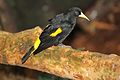 Yellow-rumped cacique