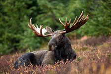 Moose (Alces alces)