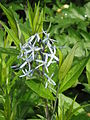 Amsonia tabernaemontana