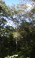 Archidendropsis thozetiana tree