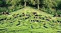 Bisons at Meghamalai