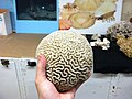 Brain Coral