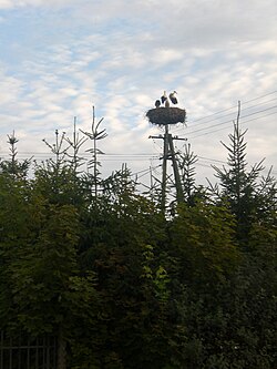 A stork nest in Bytonia